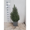 Picea Gl Conica