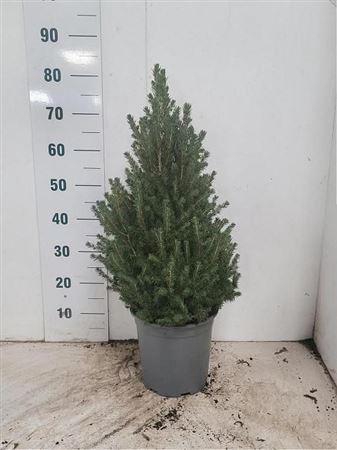 Picea Gl Conica