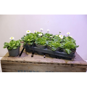 arr8 Bellis Perennis White