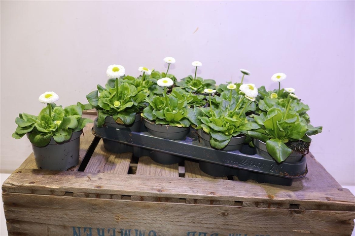 <h4>arr8 Bellis Perennis White</h4>
