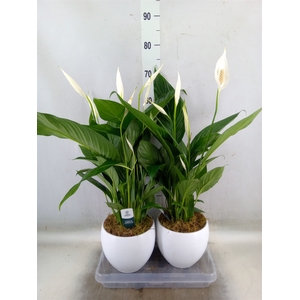 Spathiphyllum  'Bingo Cupido'