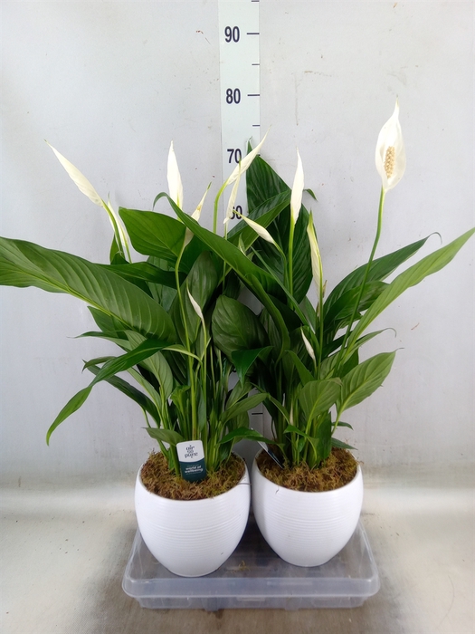 <h4>Spathiphyllum  'Bingo Cupido'</h4>