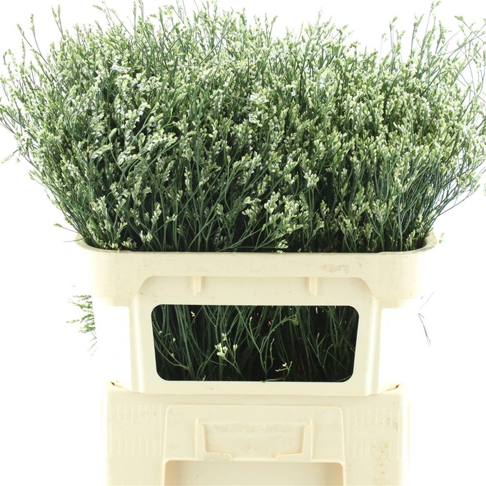 <h4>Lim Sin Cool Diamond</h4>