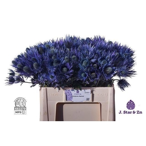 ERYN ALPINUM