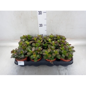 Crassula ovata 'Minor'