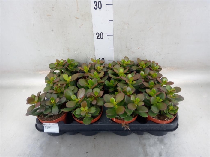 <h4>Crassula ovata 'Minor'</h4>