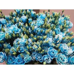 Eust G Rosi G Licht Blauw