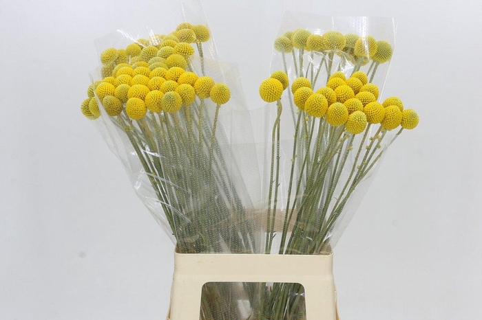 Craspedia Globosa Paintball Globe