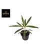 Aglaonema commutatum Zebra Feathers