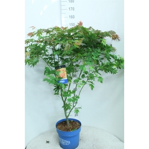Acer  'North Wind'