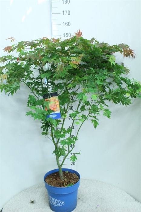 <h4>Acer  'North Wind'</h4>