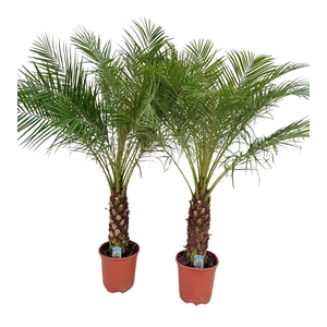 Phoenix roebelenii