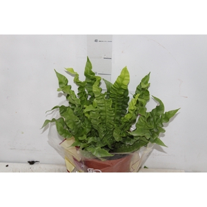 ASPLENIUM CRISPY WAVE P17