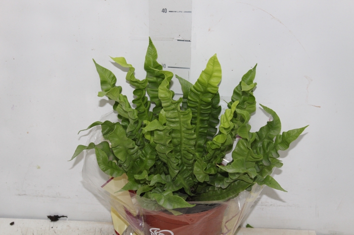 <h4>ASPLENIUM CRISPY WAVE P17</h4>