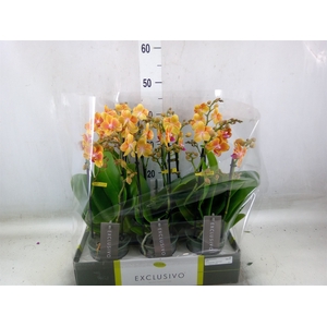 Phalaenopsis multi.   ...orange