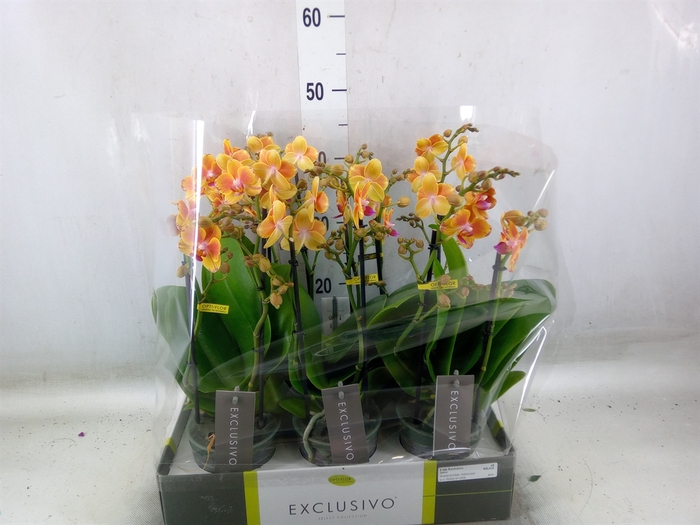 <h4>Phalaenopsis multi.   ...orange</h4>