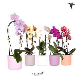 Kolibri Orchids Phalaenopsis Cascade Niagara Fall mix 1 spike in Simplicity pot mix
