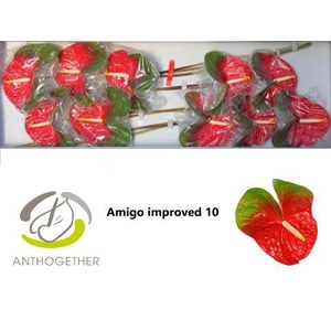 Anthurium Amigo Improved