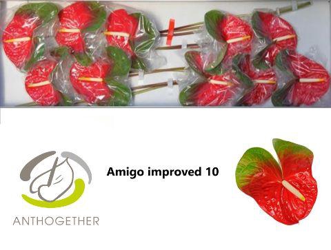 <h4>Anthurium Amigo Improved</h4>