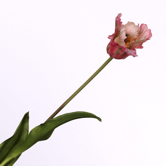 <h4>Tulip Parrot Pink FL440259PNK</h4>