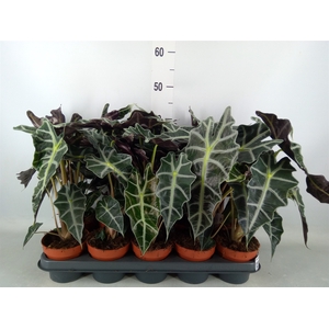 Alocasia amazonica 'Polly'