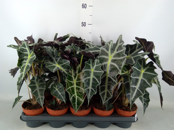 <h4>Alocasia amazonica 'Polly'</h4>