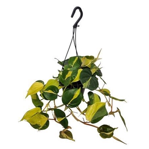 Philodendron Brasil Hangpot*