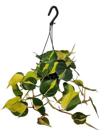 <h4>Philodendron Brasil Hangpot*</h4>
