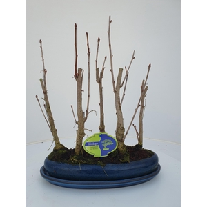 Ginkgo Biloba, group 5 stem, with driptray