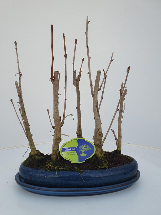 <h4>Ginkgo Biloba, group 5 stem, with driptray</h4>