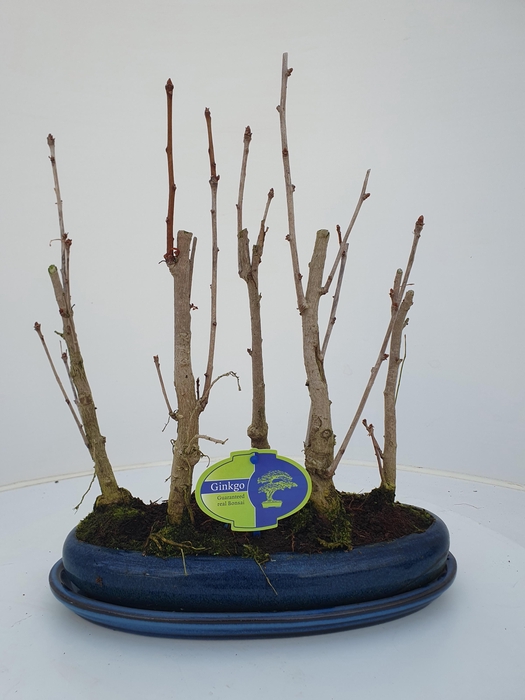 <h4>Ginkgo Biloba, group 5 stem, with driptray</h4>