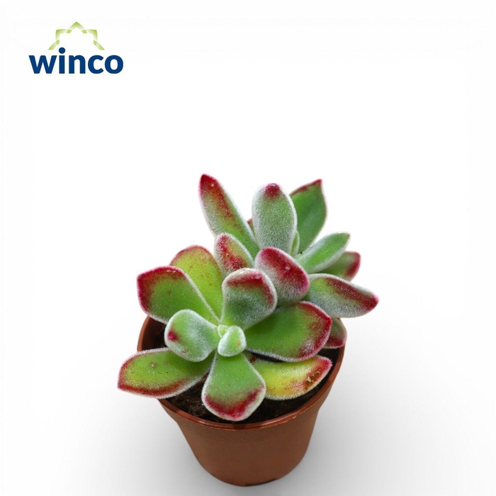 <h4>Echeveria Pulvinata</h4>