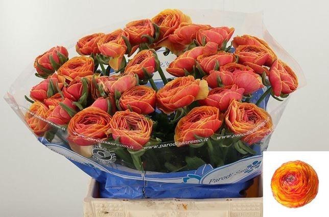 <h4>RAN SU LAMBADA</h4>