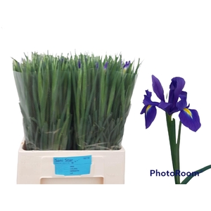 IRIS BLUE MAGIC