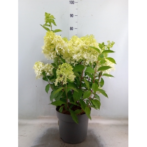 Hydrangea pan.