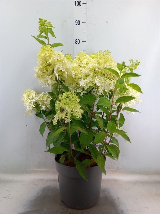 <h4>Hydrangea pan.</h4>