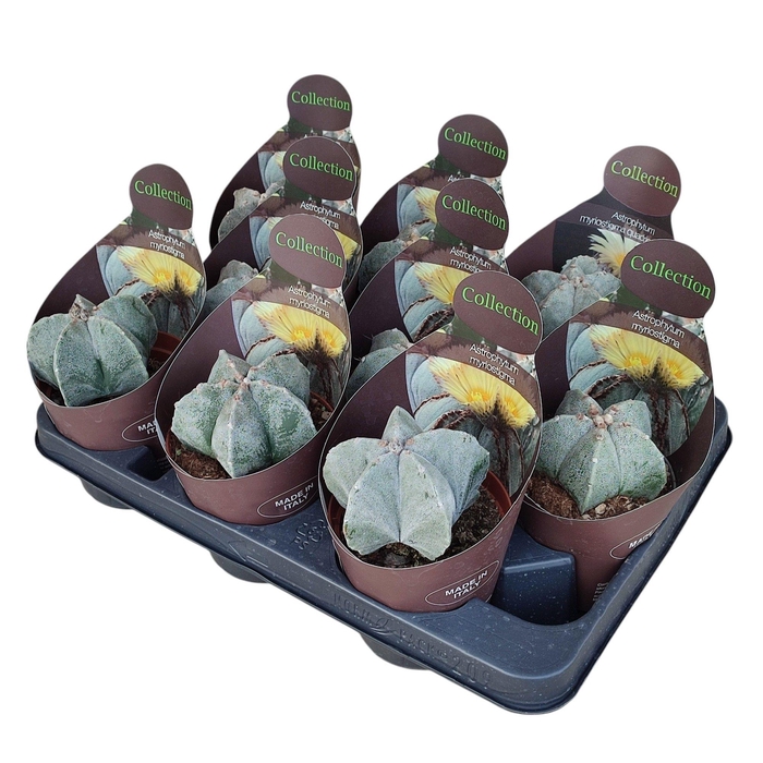 <h4>ASTROPH MYRIOSTIGMA</h4>