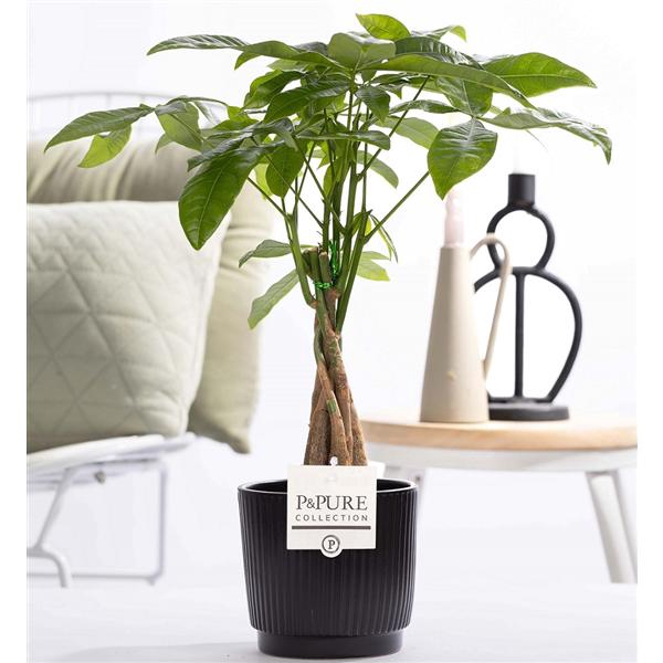 <h4>Pachira Aquatica in P&PURE ceramics Liv</h4>