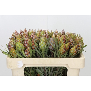 Kaaps Groen Plumosum Rubrum