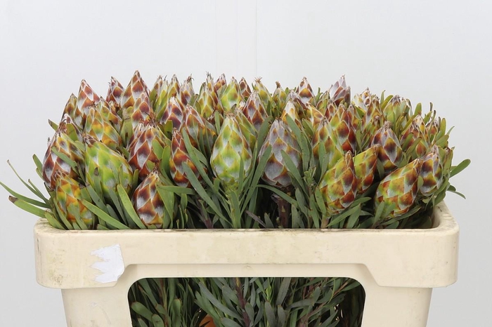 <h4>Kaaps Groen Plumosum Rubrum</h4>