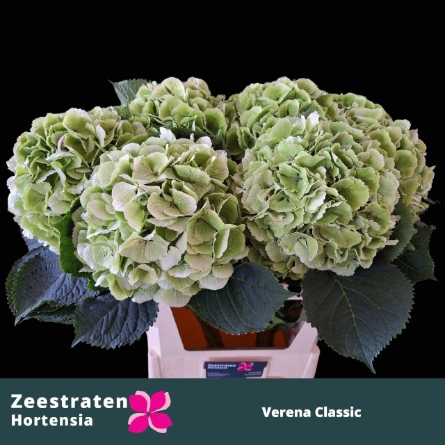 <h4>HYDR M CH VERENA CL</h4>