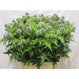 Echinops Ba Blue Globe