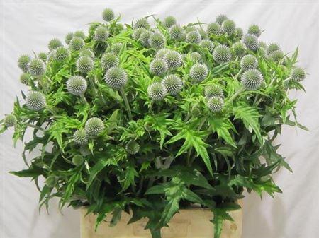 <h4>Echinops Ba Blue Globe</h4>