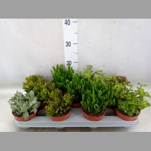 Crassula   ...mix