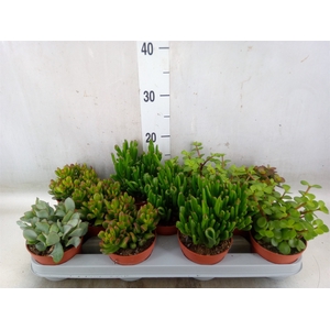Crassula   ...mix