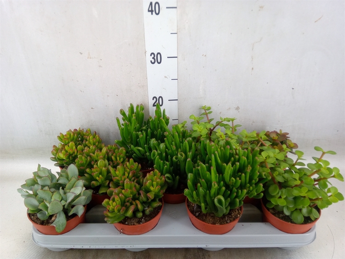 <h4>Crassula   ...mix</h4>