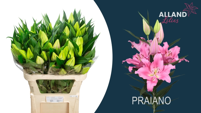 <h4>LI OR PRAIANO</h4>