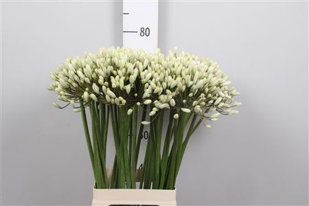 <h4>Agapanthus  'Barcelona'</h4>