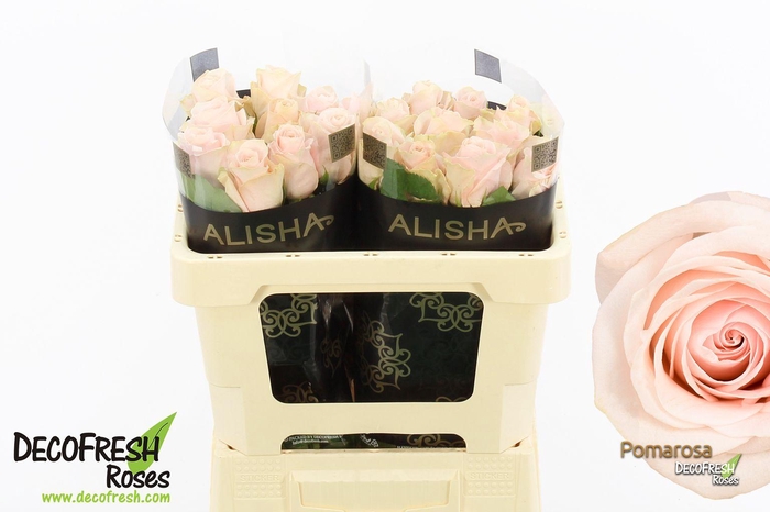 <h4>R Gr Pomarosa</h4>