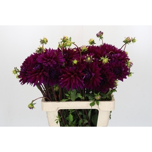 Dahlia Ambition